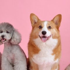 ペットの臭い対策