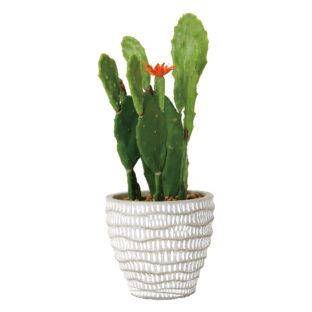 フェイクグリーン バニーカクタス レリーフプランター