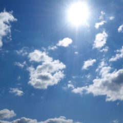 連日の暑さに、ワンちゃんもグッタリ！