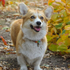 我が家のワンちゃんはシニア犬